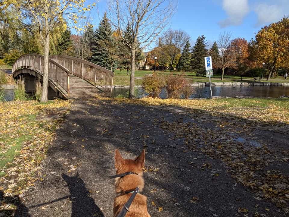 photo of a german shepherd dog on leash standing on a concrete pathway in front of a bridge