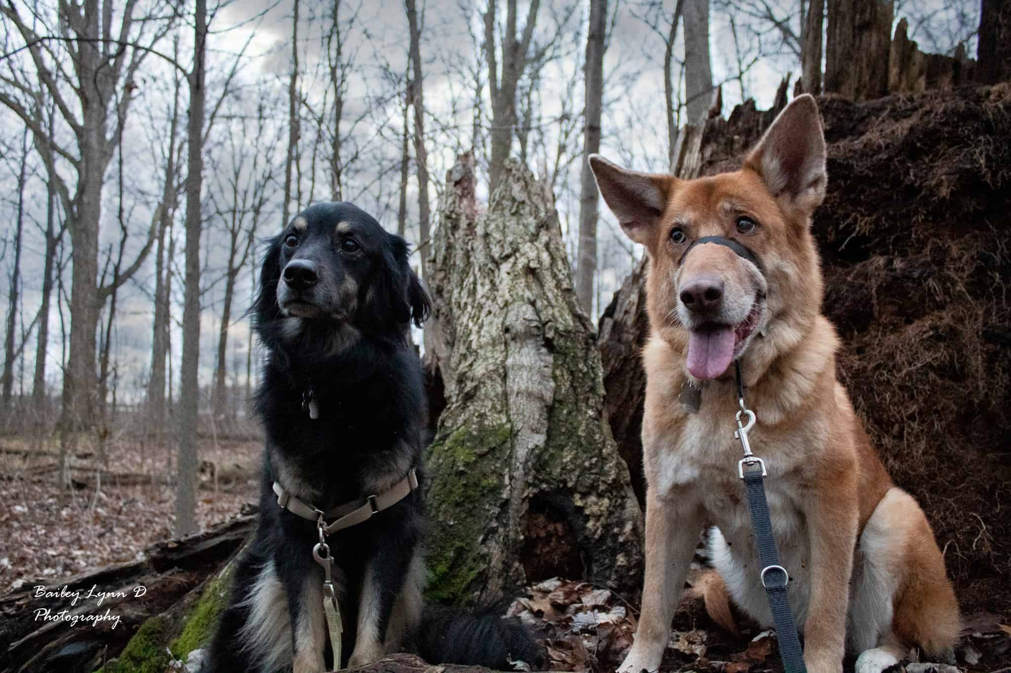two dogs sitting side by side in a forested area, a black flat-coated retriever on the left with a front clip harness and a german shepherd with a face harness on the right