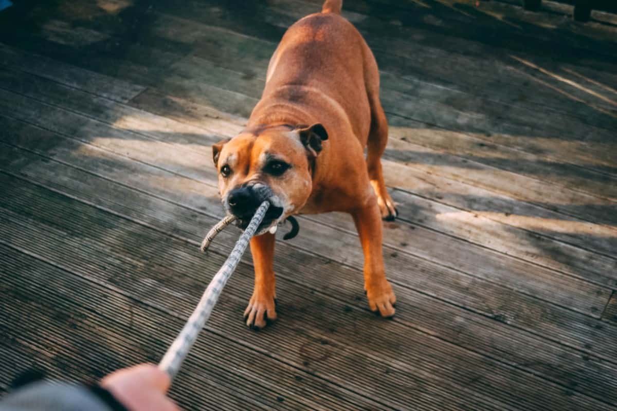 brown boxer dog playing tug of war with a rope on a wooden floor