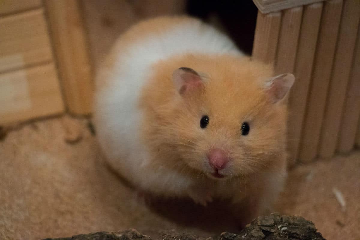 small light brown and white hamster coming out of a wood hut