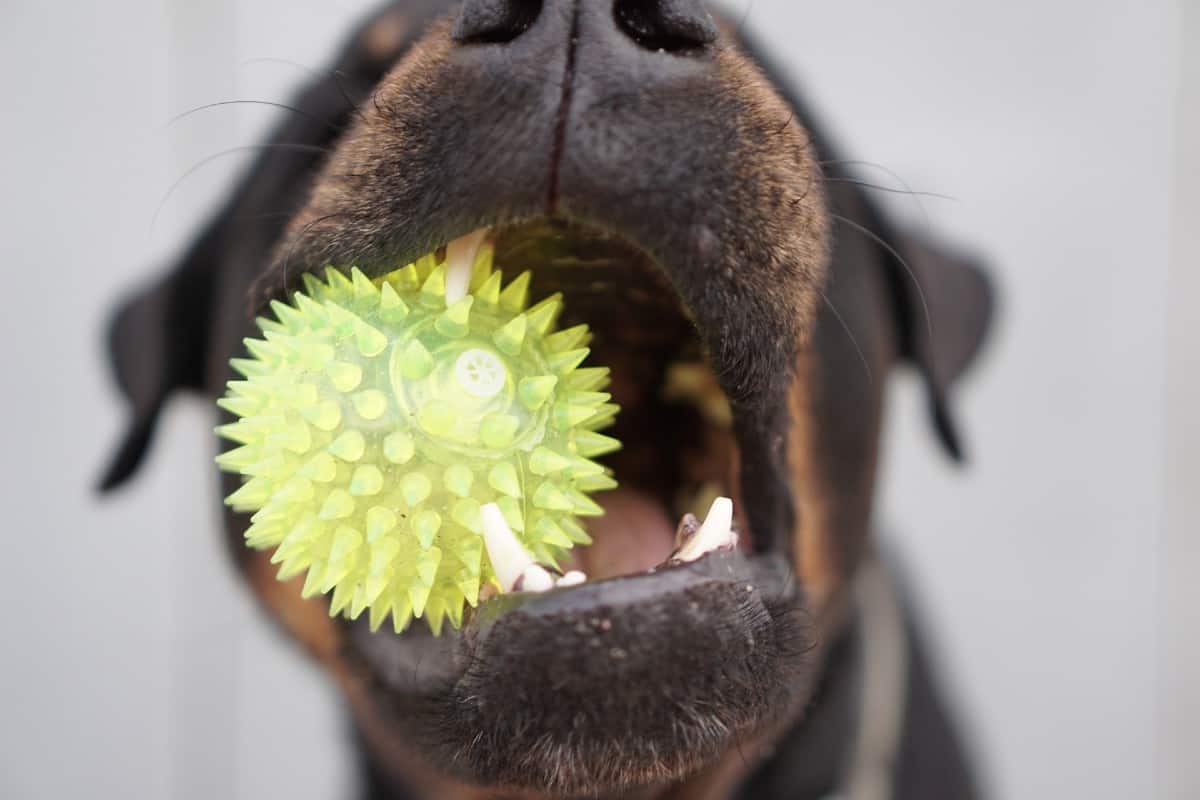 close up of a yellow rubber dog ball in a Rottweiler's mouth