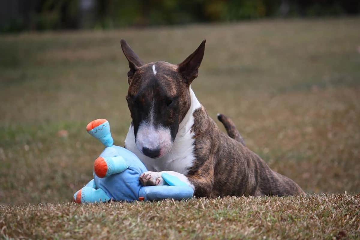 small brown and white dog laying in the grass playing with a blue plush toy