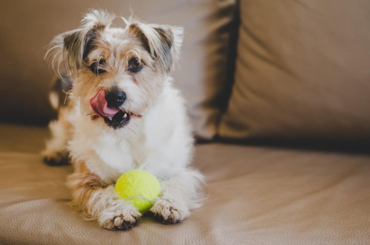 white and brown fluffy dog laying on a couch licking it's lips while holding a tennis ball