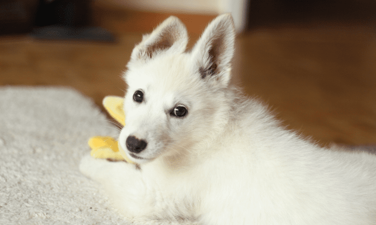 small white puppy laying on a rug, playing with a yellow toy, looking back over it's shoulder at the camera