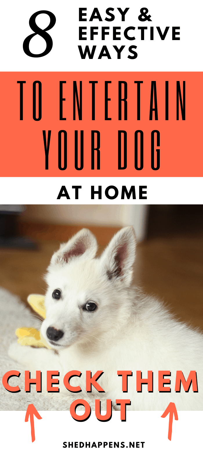 small white puppy laying on a rug, playing with a yellow toy, looking back over it's shoulder at the camera with the title 8 easy & effective ways to entertain your dog at home