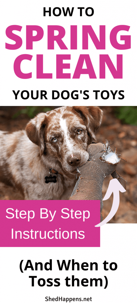 brown and white dog holding a ripped brown plush toy with stuffing exposed with the title how to spring clean your dog's toys