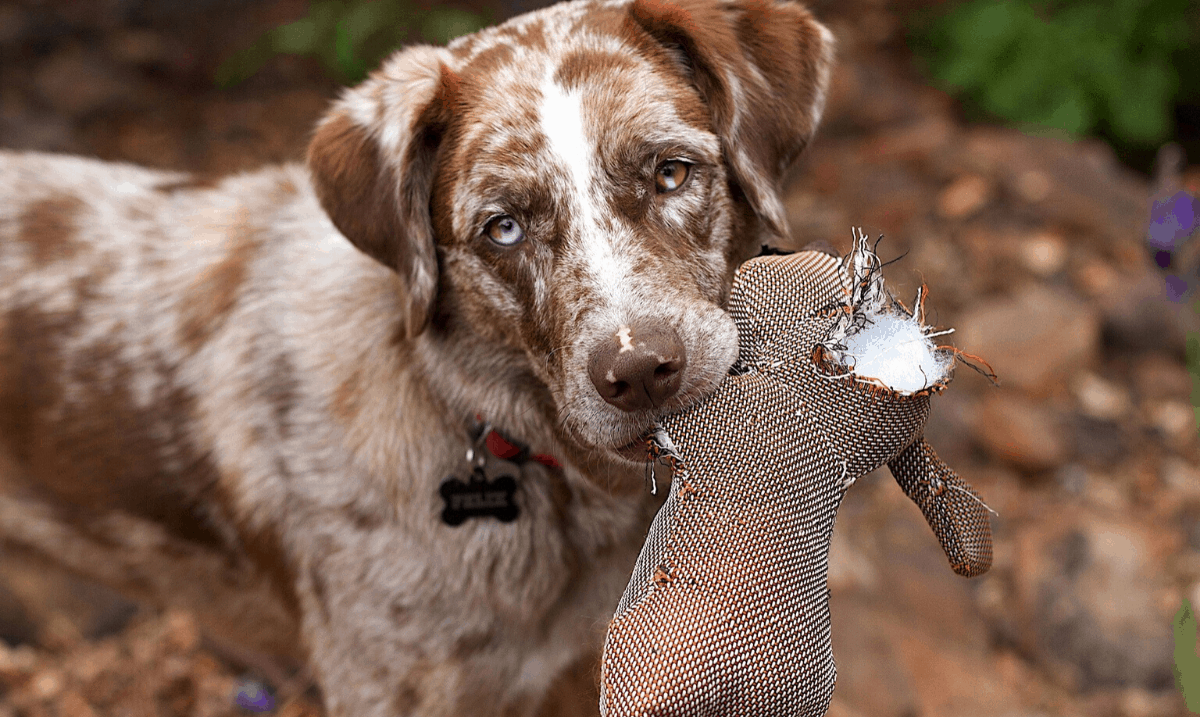 brown and white dog holding a ripped brown plush toy with stuffing exposed