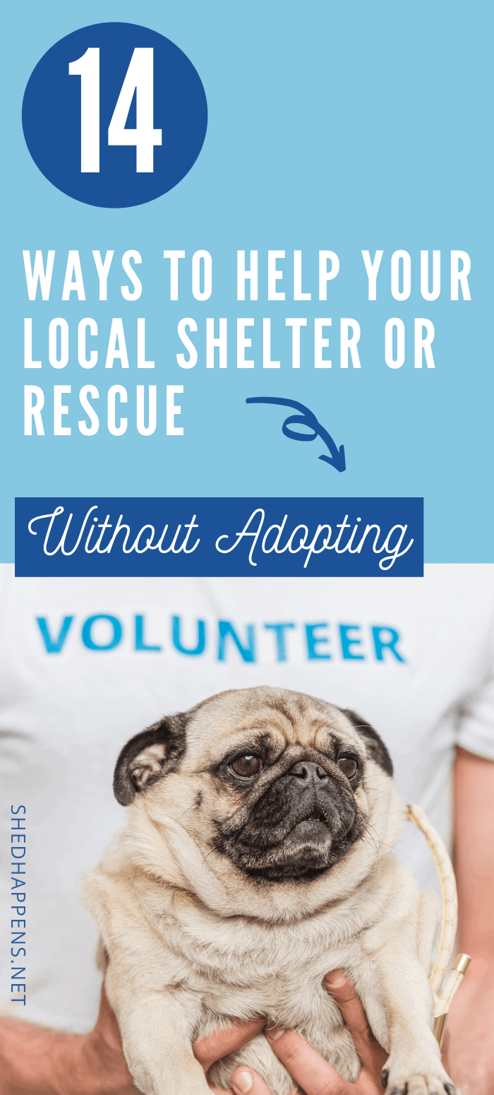 pug being held by someone in a white shirt that says Volunteer with the title 14 ways to help your local shelter or rescue organization