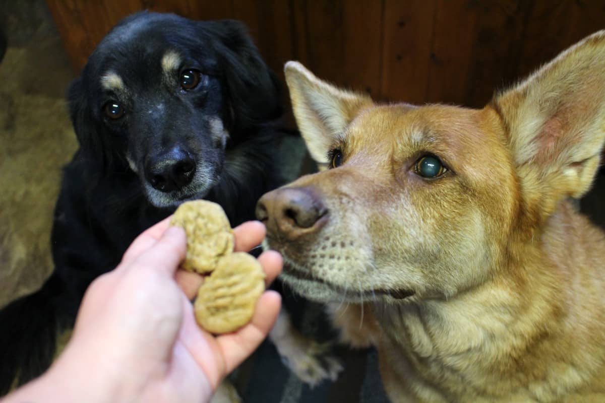 large black dog and large brown dog reaching in to take dog cookies from an outstretched hand