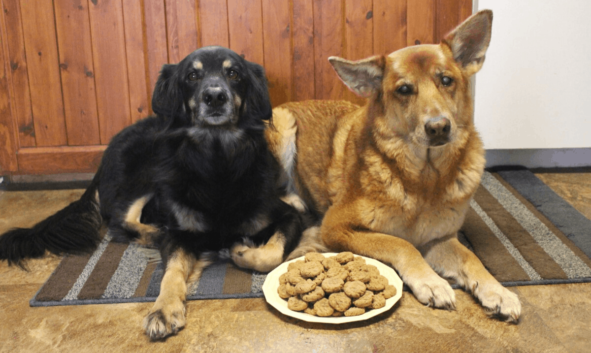 large black dog and large brown dog laying in front of a plate of dog treats