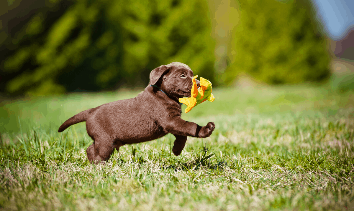 small brown puppy running through the grass carrying an orange toy