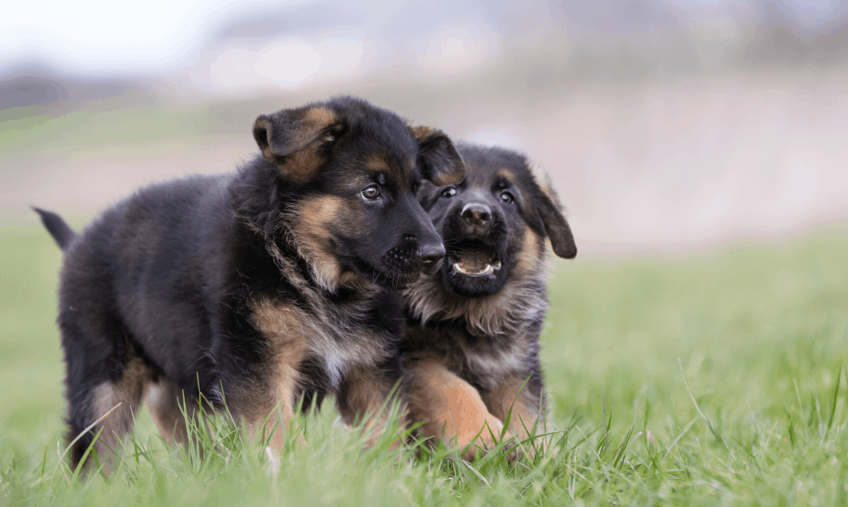 two german shepherd puppies playing in the grass