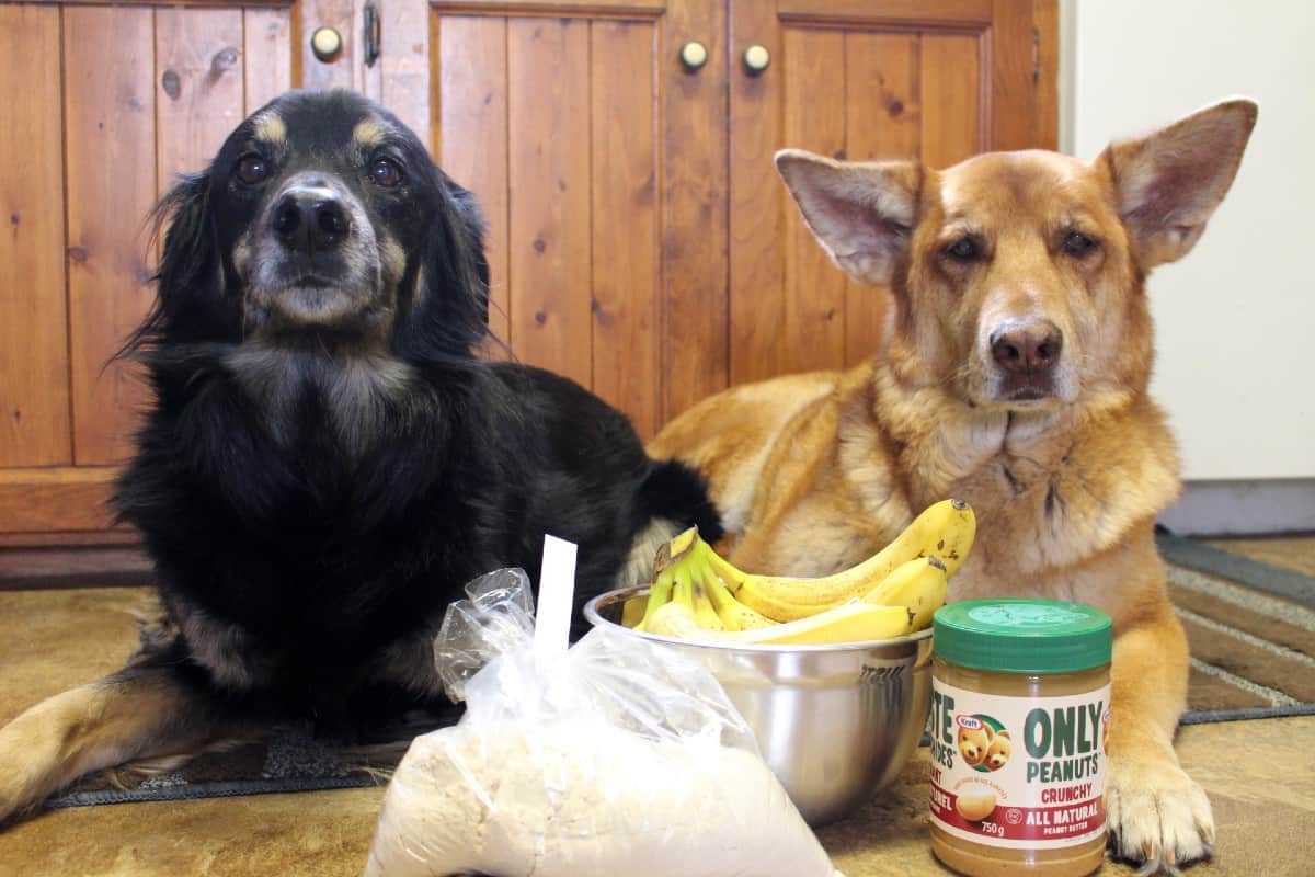 large black dog and large brown dog laying next to each other on the kitchen floor with flour, bananas and peanut butter in front of them