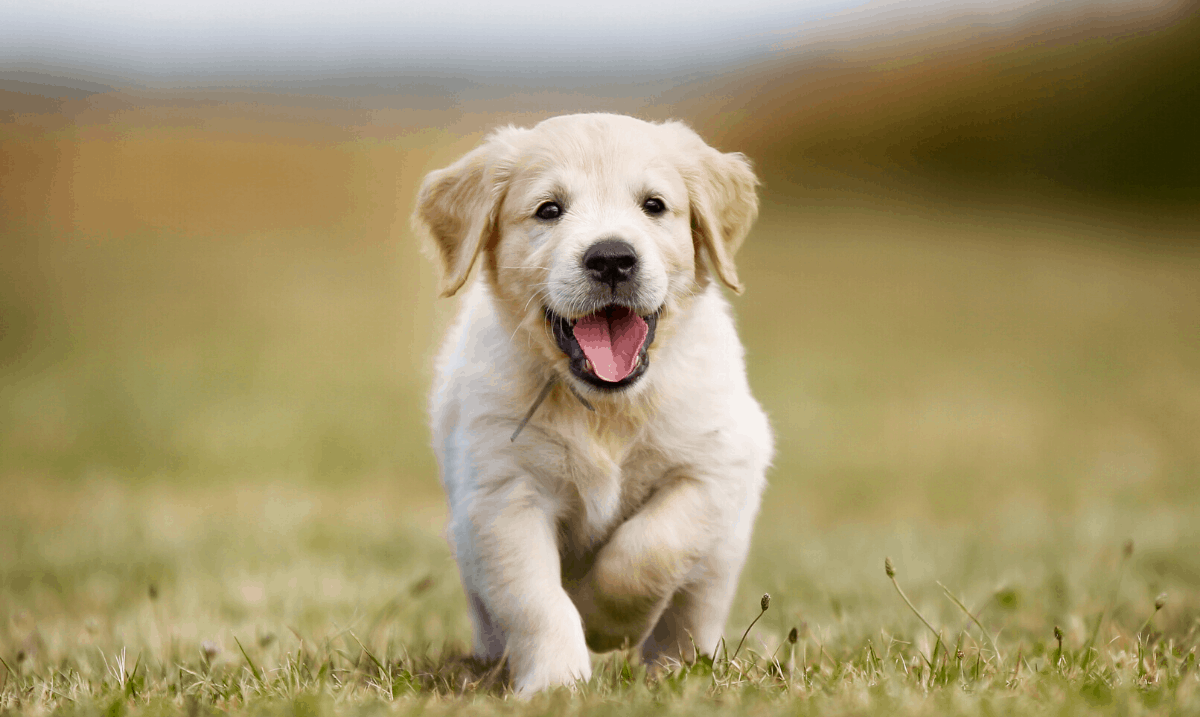 small blonde puppy running through the grass towards you