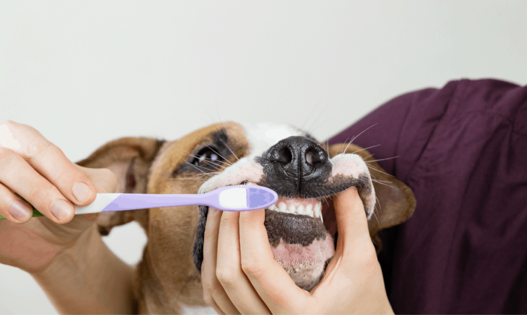 close up of a brown and white dog having it's teeth brushed with a purple and white toothbrush