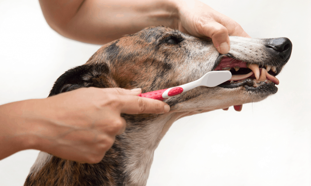 close up of a brown brindle dog having it's teeth brushed with a red and white toothbrush