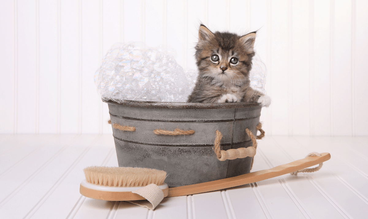 small grey tabby kitten in a wash basin with bubbles and a scrub brush in front of it