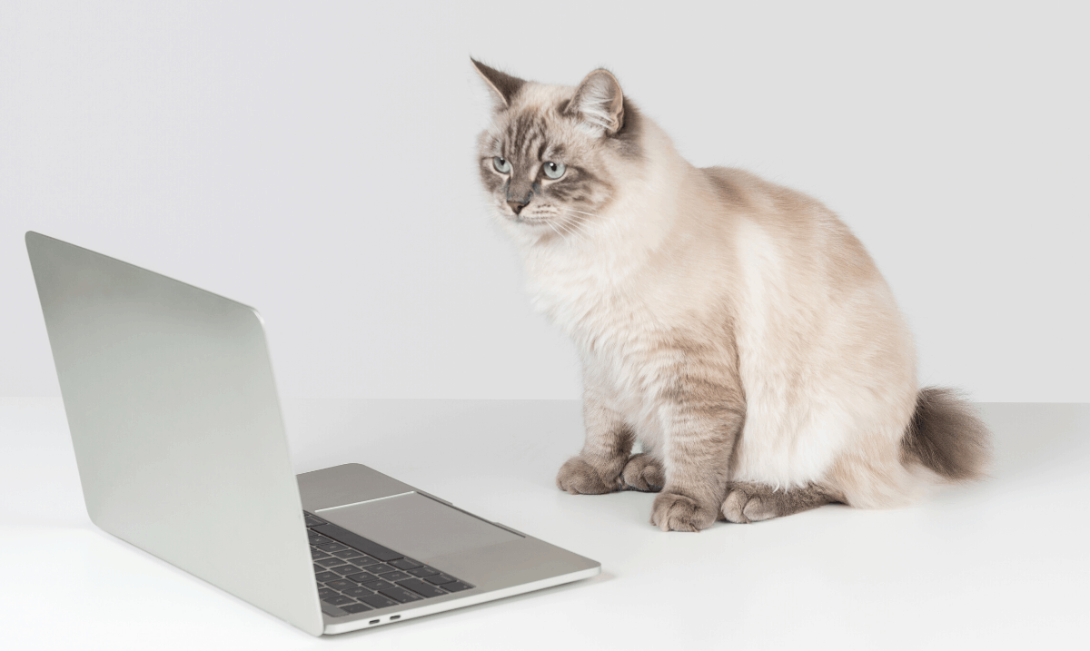 grey and black cat with blue eyes sitting on a white surface in front of a silver laptop