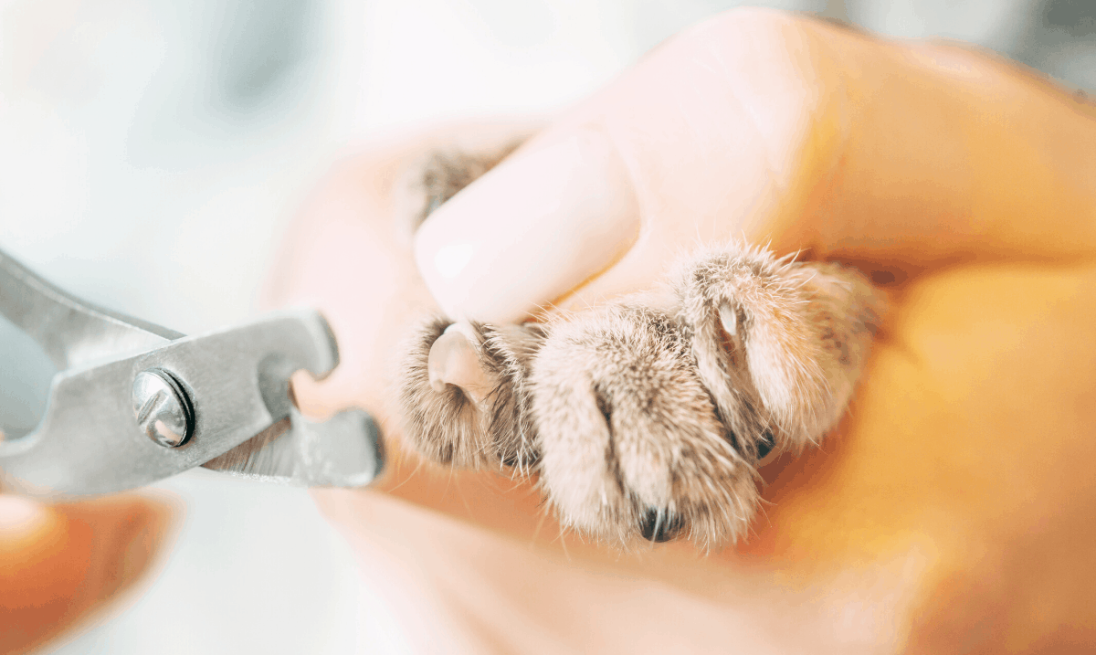 close up of a cat's nails being trimmed with nail clippers
