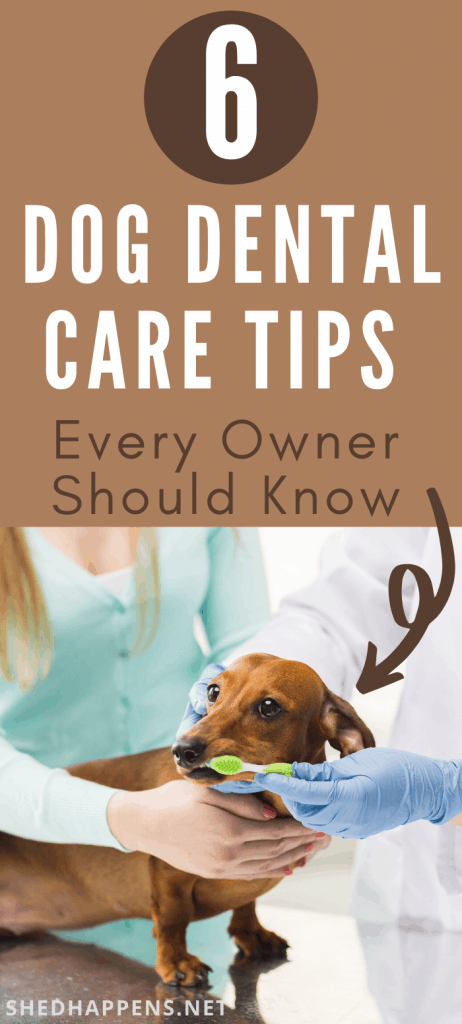small brown dog having its teeth brushed by a veterinarian and a woman in a light blue sweater with the title 6 dog dental care tips every dog owner should know