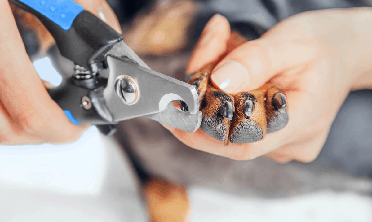 close up of a small black and brown dog having it's nails cut