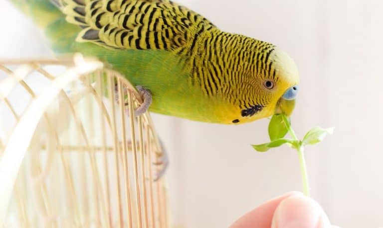 green and yellow bird standing on a birdcage reaching out to take a piece of greenery from someone's fingers