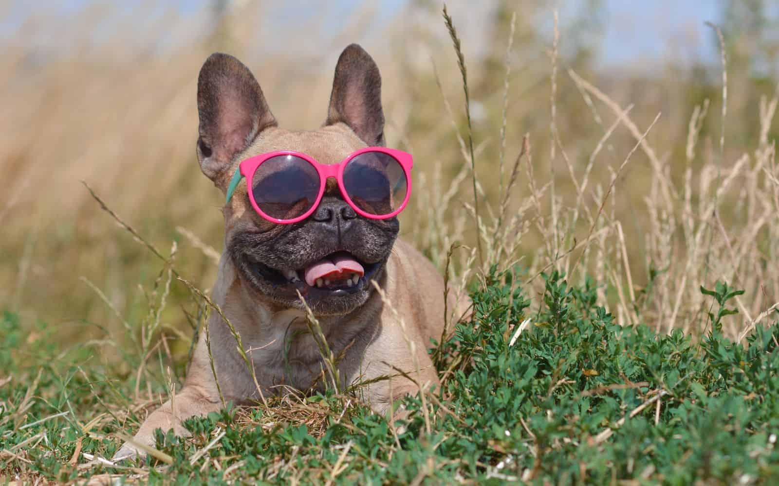 small pug laying in the grass in the sunlight wearing red and green sunglasses
