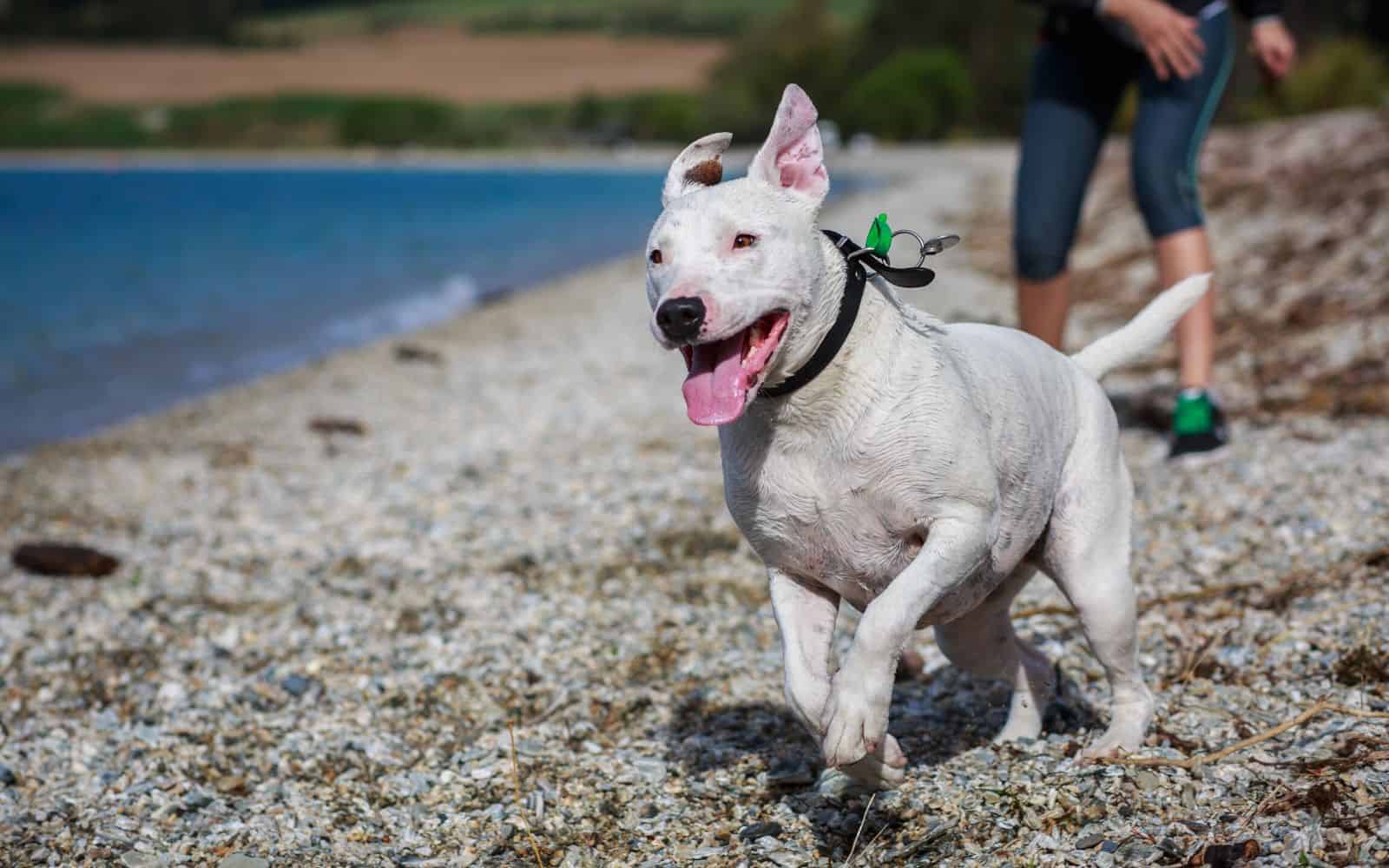 white dog running on the beach, ears flapping back behind it