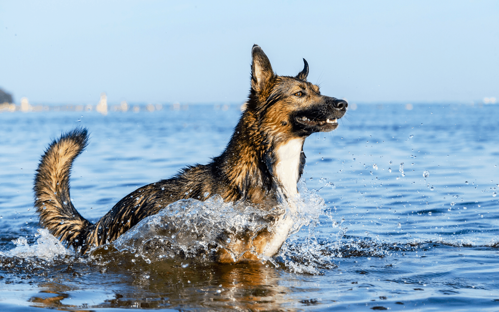brown, black and tan dog running in the lake, water splashing around it