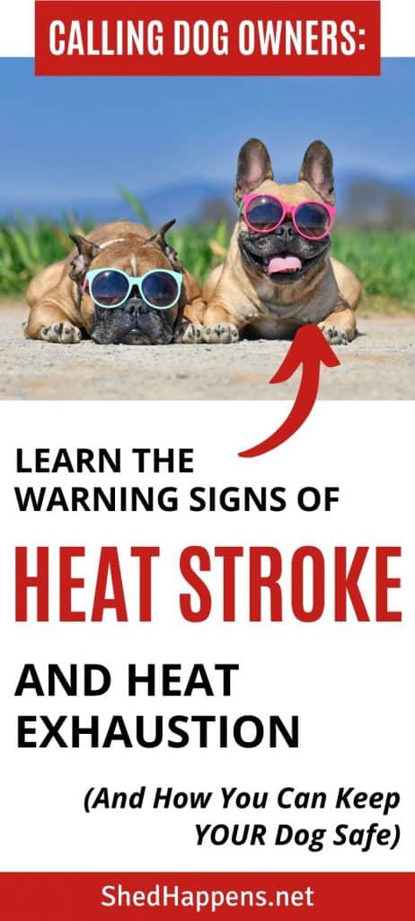 two pugs laying on the sand wearing sunglasses with grass and blue skies behind them with text discussing the importance of learning the warning signs of heat exhaustion in dogs