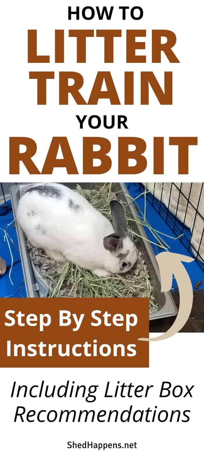 white rabbbit with black spots standing in a gray litter box full of hay with the text how to litter train your rabbit