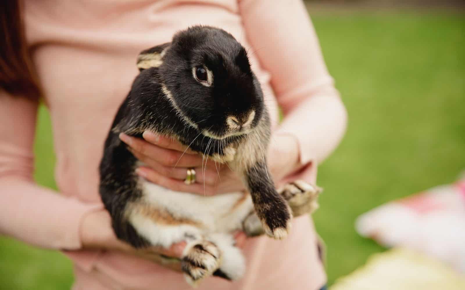 woman in a light pink shirt holding a black and white rabbit