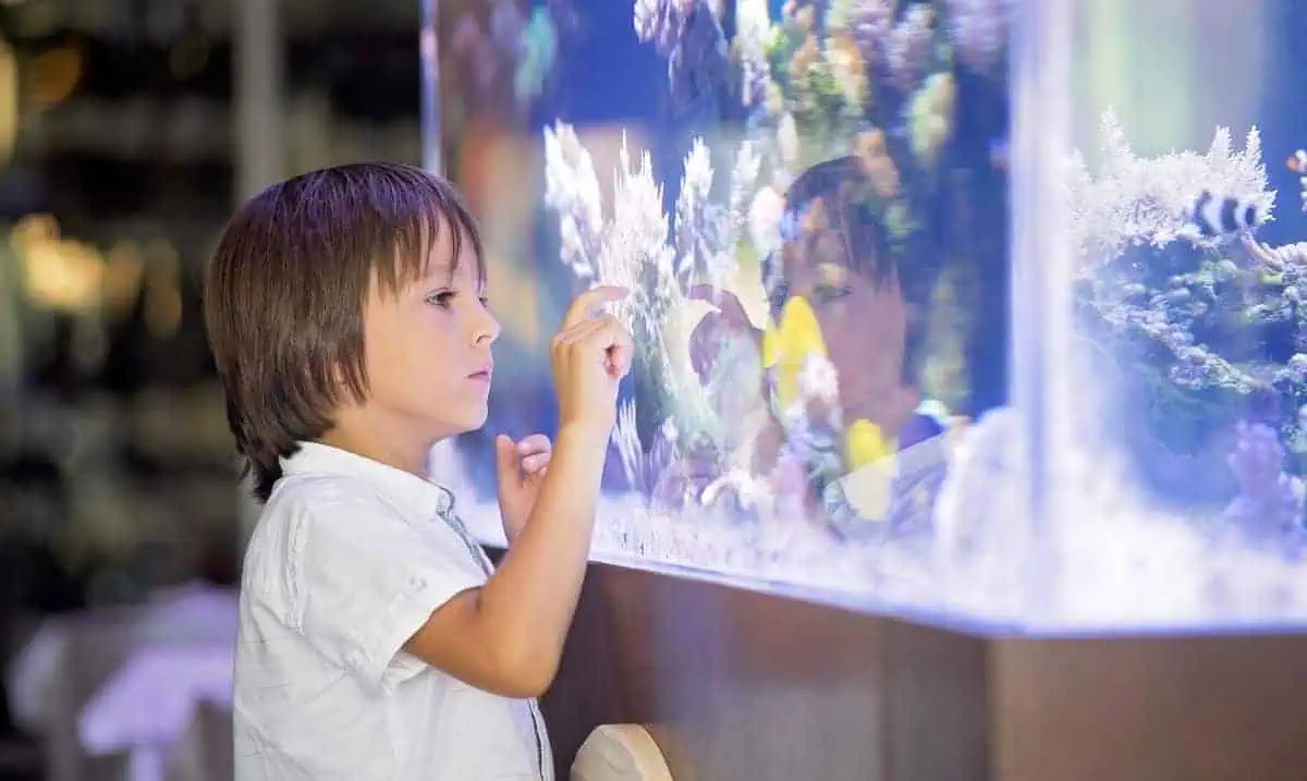 young boy with short brown hair and a white t-shirt standing in front of a large fish aquarium, reaching up and touching the glass with his finger