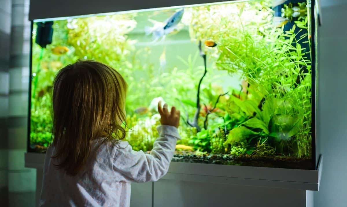 young girl looking into a fish tank, light on, with fish and aquarium plants