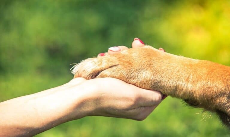 dog paw with golden blonde fur in someone's hand as if they are holding hands, a blurred grass background