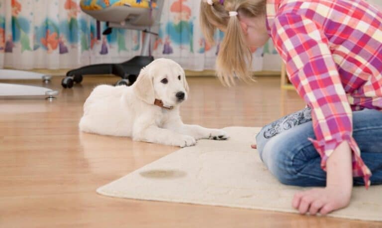 golden lab puppy laying on a hardwood floor next to a rug with a spot on it, a person in a red plaid shirt sitting in front of it