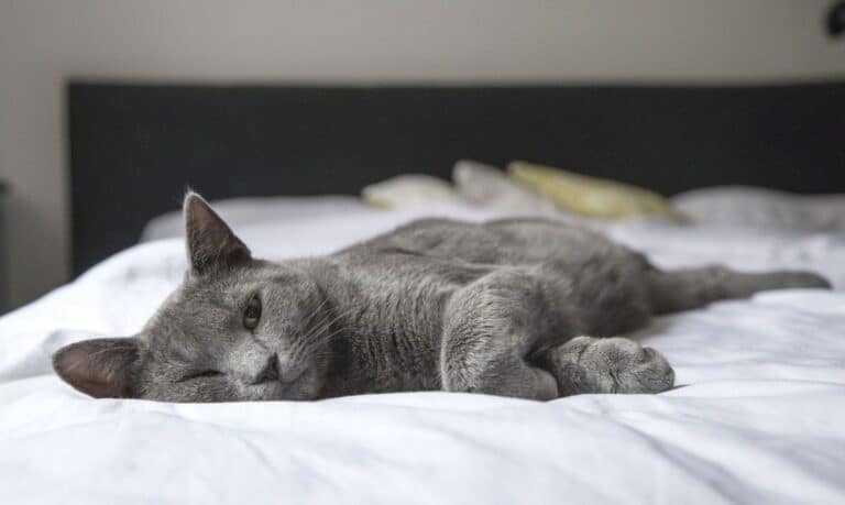 What Is the Best Pet for Apartment Living?