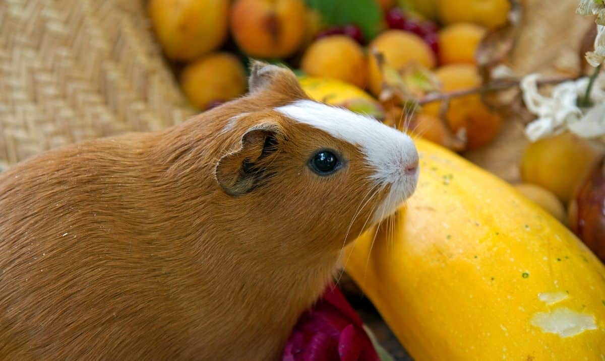 DIY Frozen Vegetable Treats for Guinea Pigs - Shed Happens