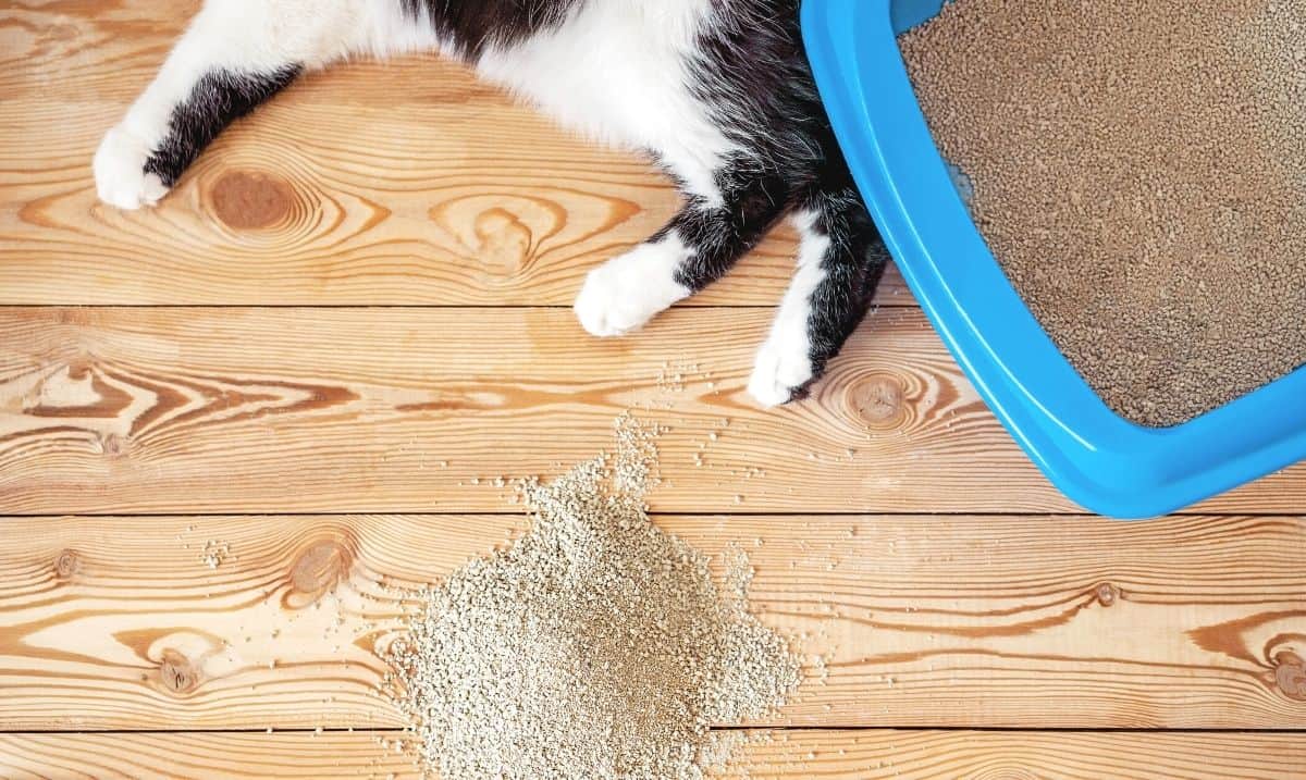 legs of a black and white cat, laying on it's side, beside a blue litter box full of clay litter with a small pile of clay litter on the wooden floor