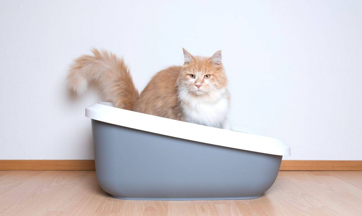 orange and white long-haired cat sitting in a blue and white litterbox on a wooden floor