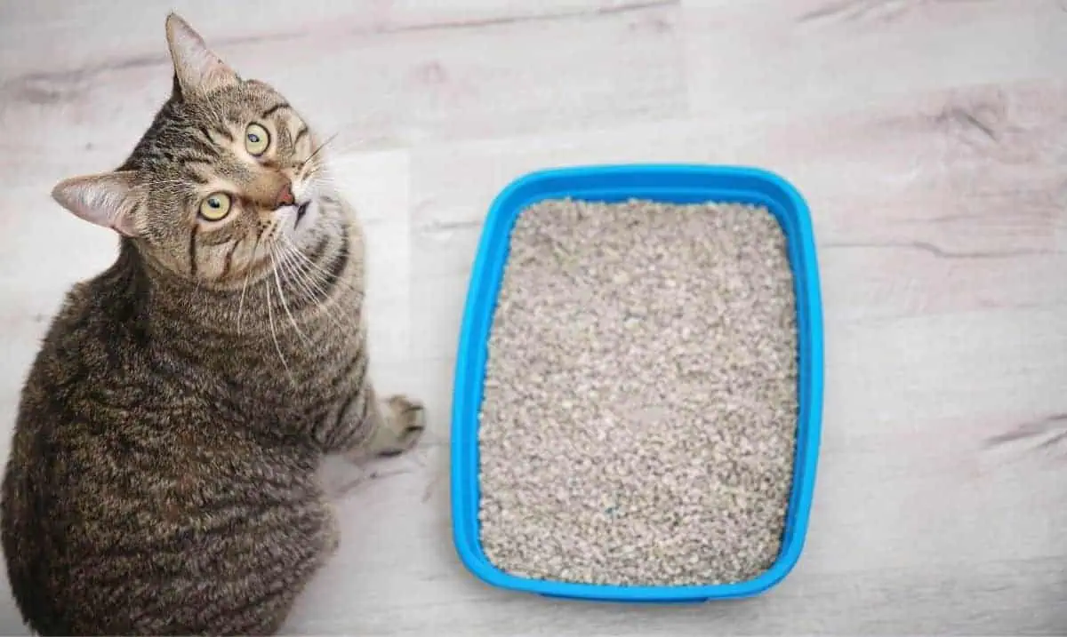 grey and brown tabby cat sitting on a light grey marble floor beside a blue litter box full of clay litter