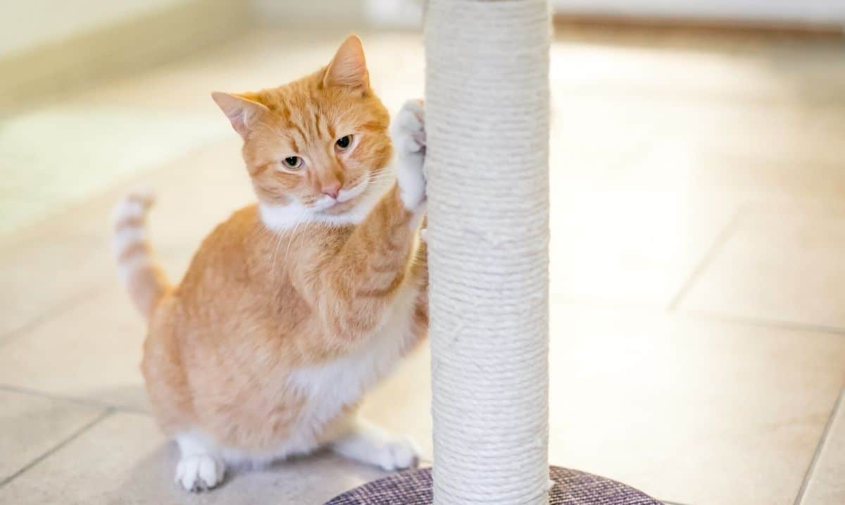 orange tabby cat with a white stomach and neck scratching on a jute rope scratch post