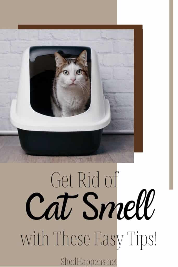 brown and white cat standing in a black and white litter box, staring out the entrance with the text get rid of cat smell with these easy tips