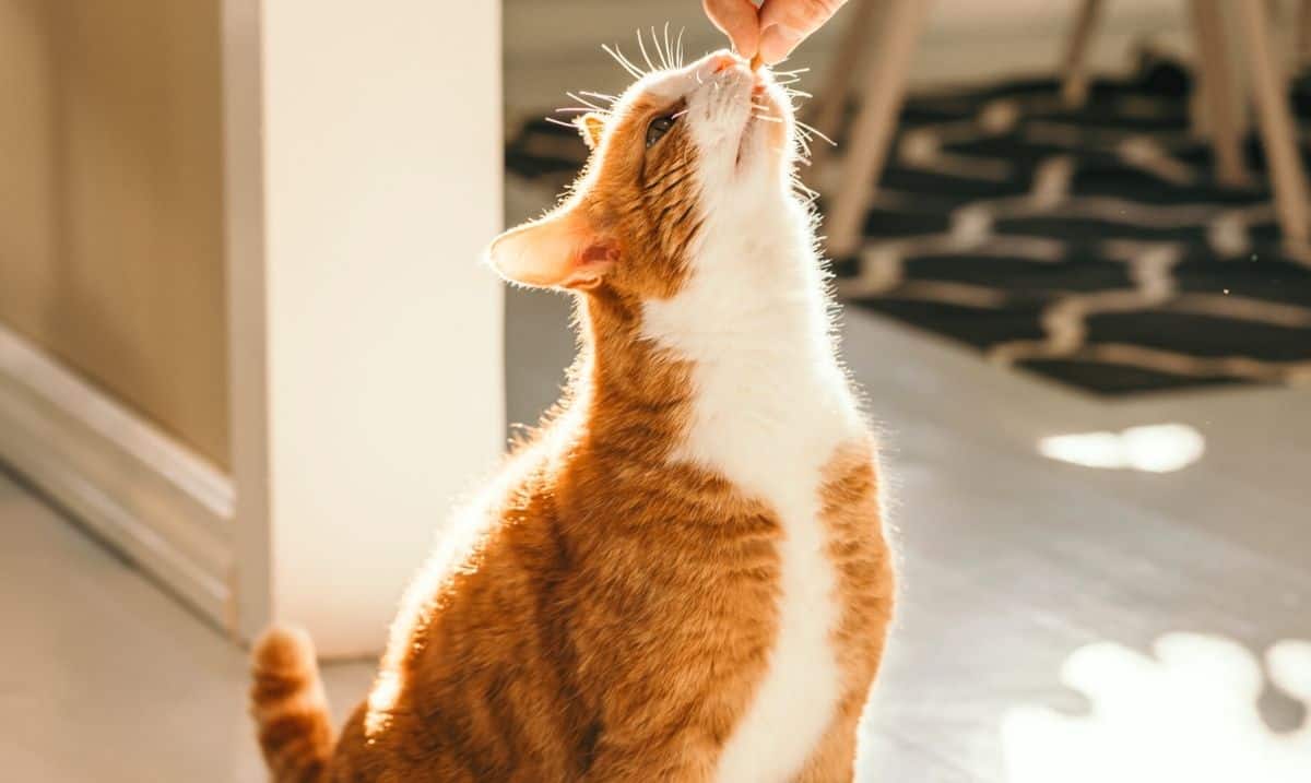 orange and white cat sitting on a white tile floor, extending it's neck up to take a treat from someone's outstretched hand