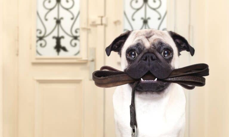 small tan and black pug standing in front of a cream coloured door holding a dark brown leather dog leash in it's mouth