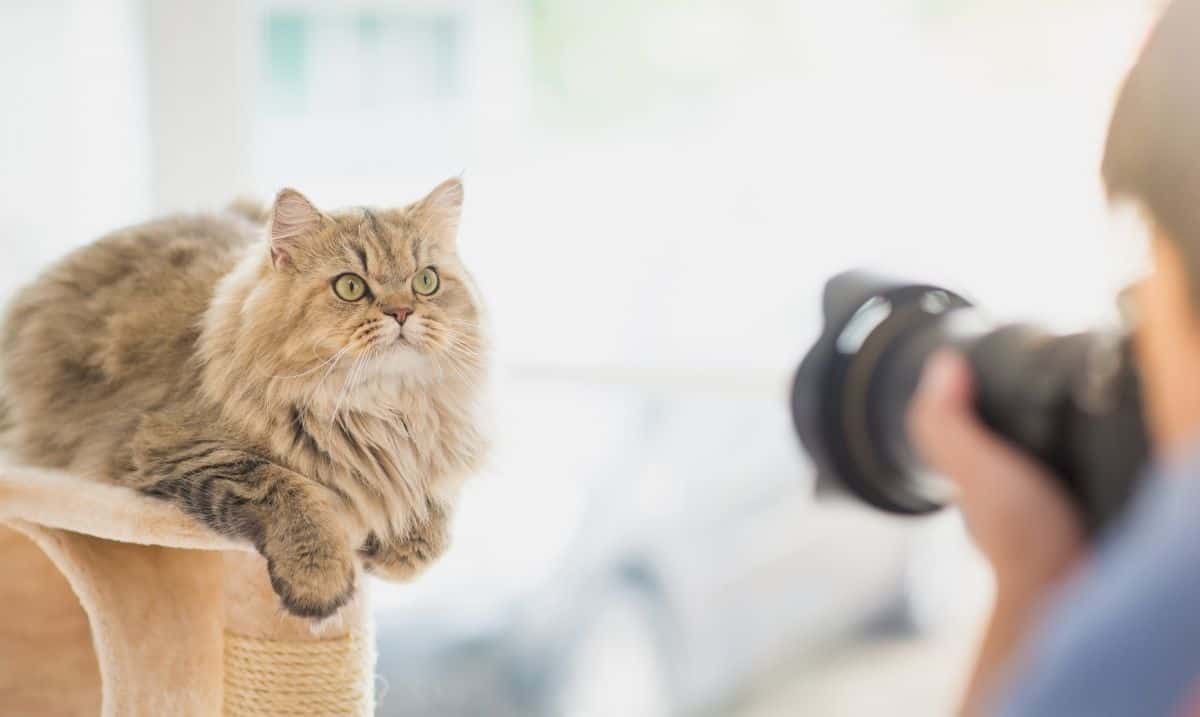 long-haired brown tabby cat laying on top of a scratch post, staring at a person holding a camera in front of it