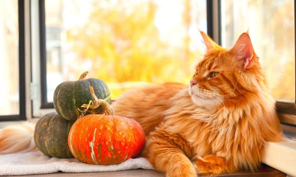 long-haired orange tabby cat laying on a window sill with 3 small pumpkins beside it, two green and one orange, and fall leaves in the background