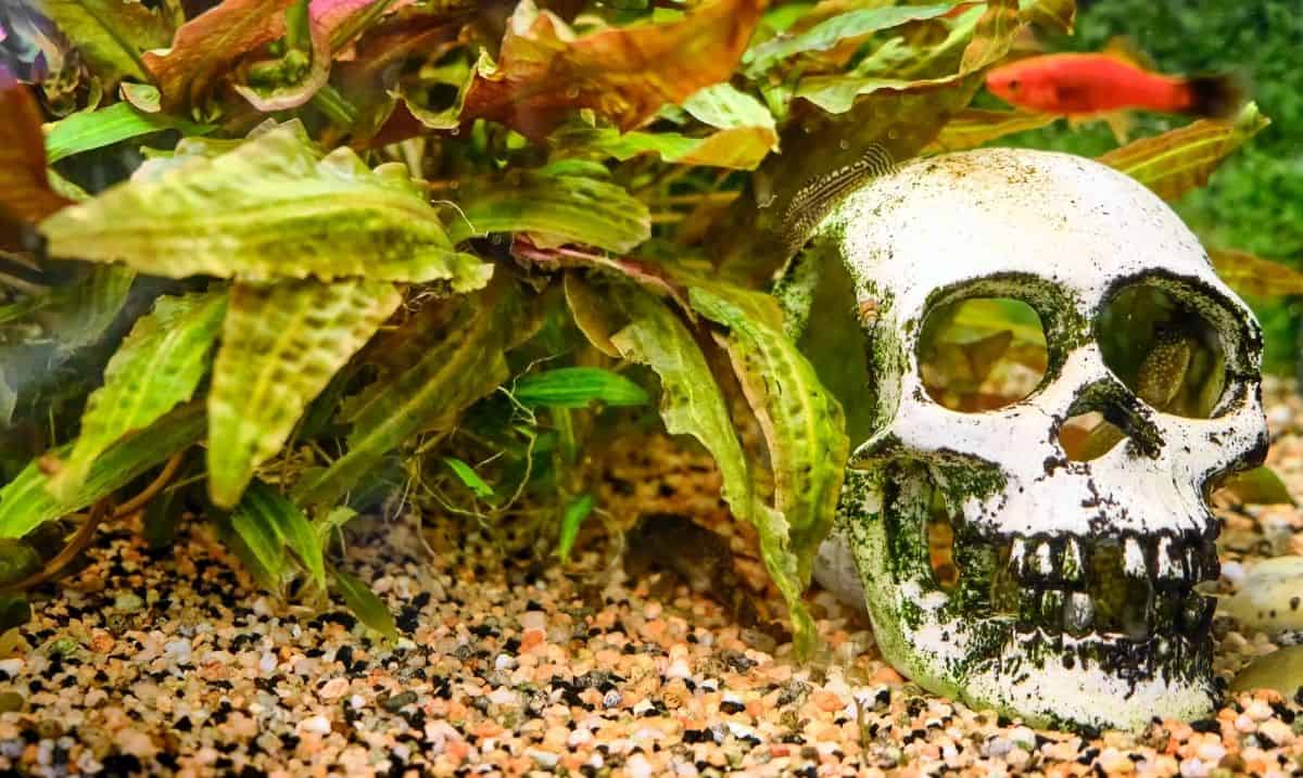skull decoration inside a fish tank, surrounded by green plants, with an orange fish swimming above it