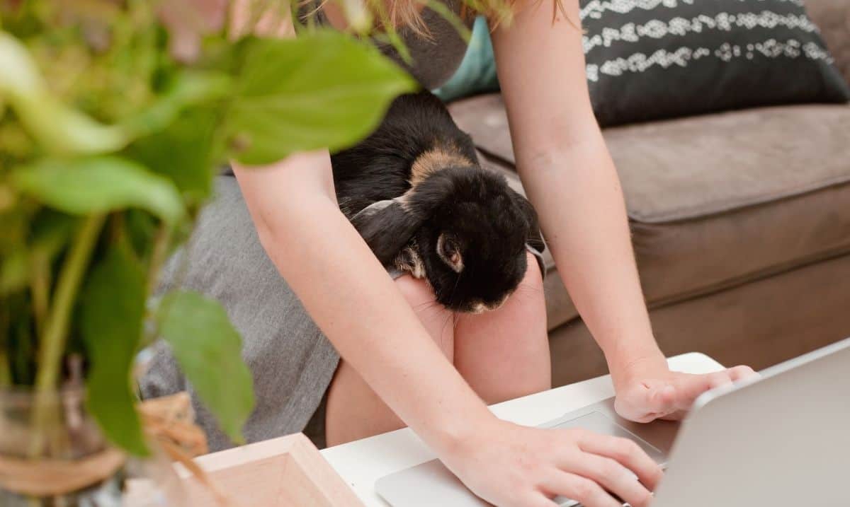 woman in a grey dress sitting on a brown sofa with a black and brown rabbit on her lap, typing on a laptop on the white table in front of her