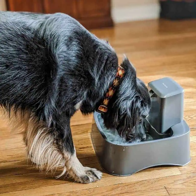 large black dog with brown paws, wearing an orange and black collar drinking from a grey PetSafe water fountain on a wood floor